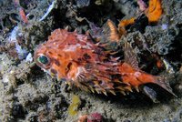 Black-blotched porcupinefish