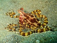 Mimicoctopus