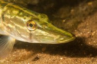 Pike