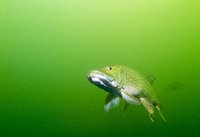 Snoek