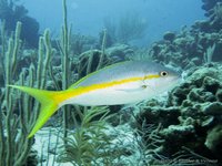 Yellowtail Snapper