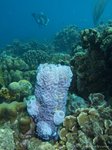 Azure vase sponge