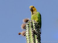 Brown-throated parakeet