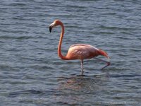 Amerikaanse flamingo's