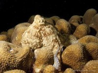 Common Octopus