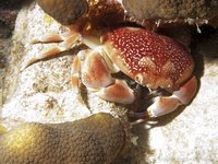 Rode koraalkrab