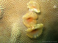 Gespleten kokerworm