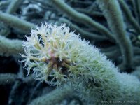 Porous sea rod