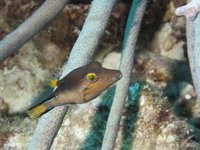 Sharpnose puffer