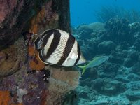 Banded butterflyfish
