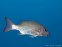 Mahogany snapper