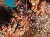 Rhizopsammia goesi