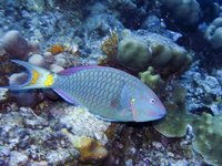 Stoplight Parrotfish