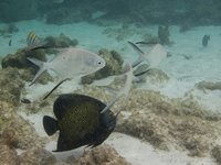 Palometa's
