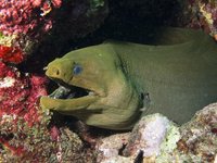 Groene murene