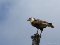 Kuifcaracara