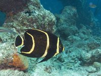 French Angelfish