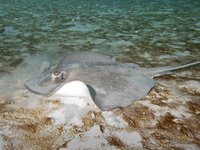 Southern Stingray