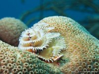 Star Coral