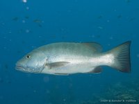 Cubera Snapper