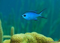Blue Chromis