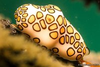 Flamingo Tongue