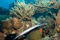 Trumpetfish