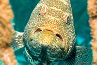 Tiger grouper