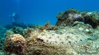 Peacock Flounder