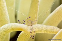 Pederson cleaner shrimp