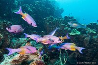 Creolefish