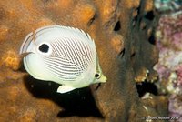 Foureye butterflyfish