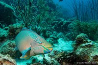 Queen Parrotfish