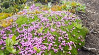 Stengelloze silene