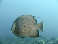 Gray angelfish