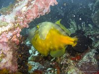 Whitespotted filefish
