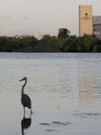 Amerikaanse blauwe reiger