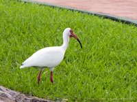 Witte ibis