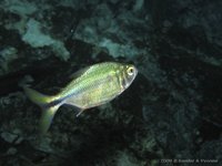 Mexicaanse tetra