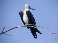 Amerikaanse fregatvogel