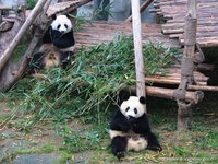 Panda's