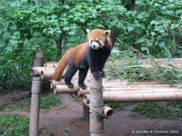 Kleine panda