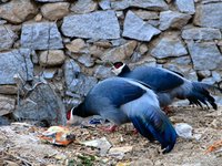 Blue eared pheasant