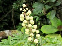 Noni