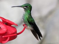 Green-crowned Brilliant