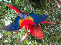 Scarlet macaw