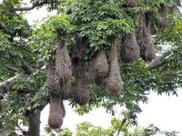Nesten van de Montezuma-oropendola