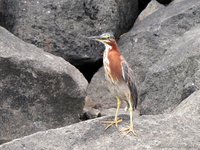 Groene reiger