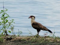 Kuifcaracara