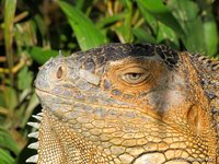 Green iguana